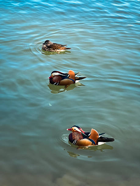 istock Three mandarin ducks line up in a diagonal line in the water 2190031566