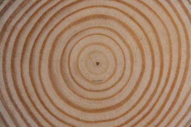 This is a close-up photograph of the cross-section of a tree trunk, revealing the distinct circular grain pattern. The wood is a light brown color, with darker lines marking the annual growth rings.