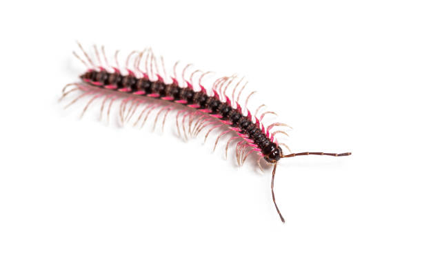 Rear angle view of a centipede on white background showing tail and segmented body details. Helpful for biology and educational resources.