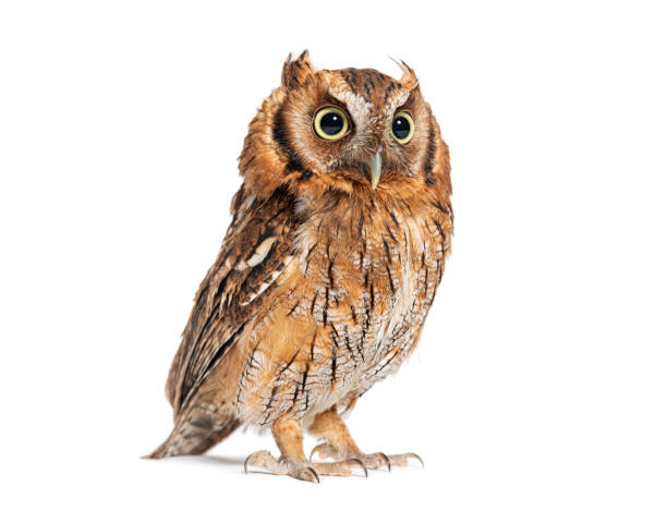 istock Tropical screech owl, Megascops choliba, isolated on white 2190032442