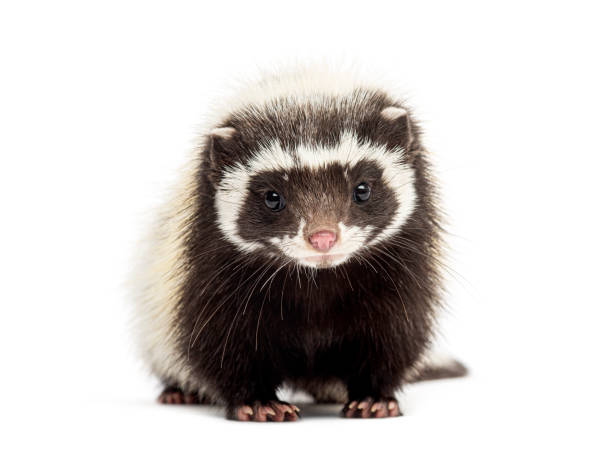 istock Saharan striped polecat, Ictonyx libycus, facing and looking at the camera 2190032509