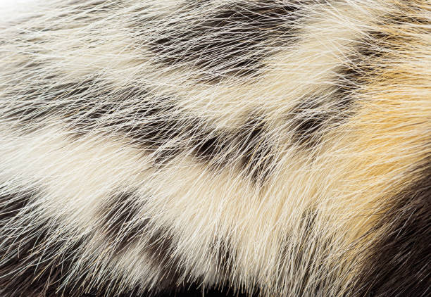 istock Close up of Saharan striped polecat, Ictonyx libycus, fur showing the texture and pattern of the black stripes 2190033022