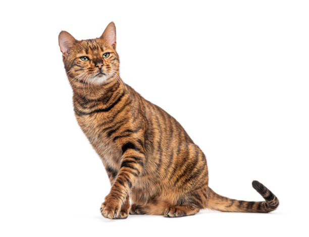 istock Toyger cat sitting and posing on white background 2190033071