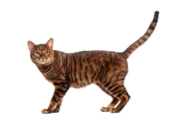 istock Toyger cat walking with raised tail on white background 2190033080