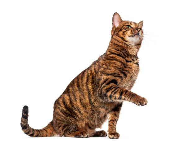 istock Toyger cat sitting and raising paw on white background 2190033083