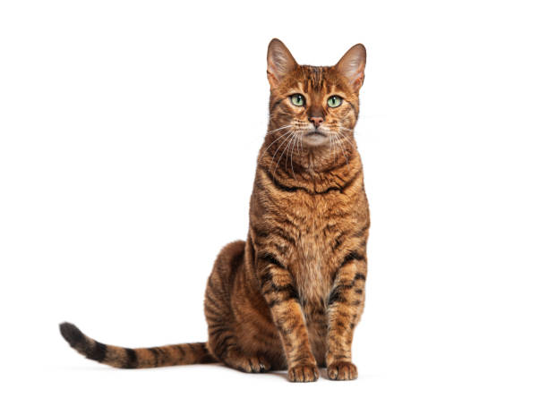 istock Striped toyger cat sitting and looking at camera 2190033132