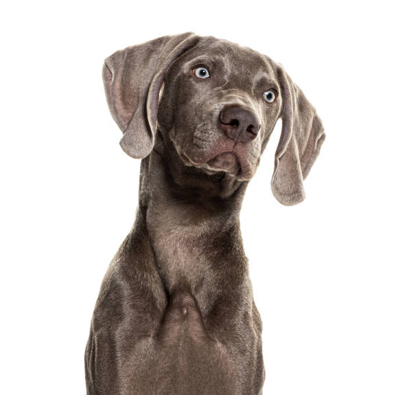 istock Beautiful weimaraner dog looking up isolated on white background 2190033555