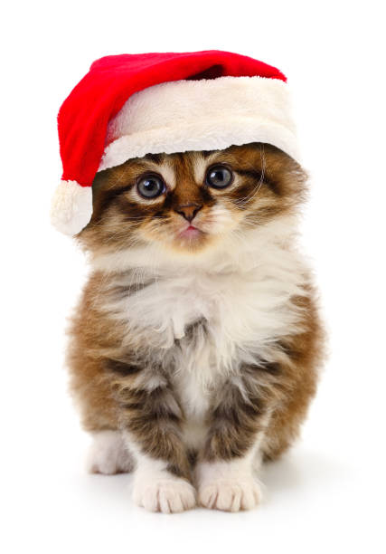 istock Kitten in Santa Claus Christmas hat. 2190033958
