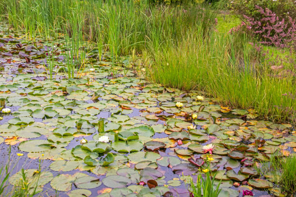 istock Water lilies in the pond 2190034933