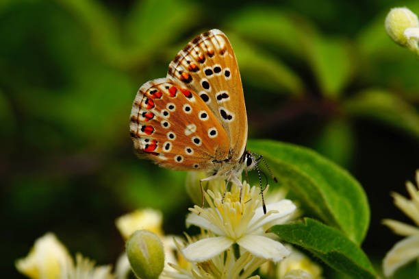 Closeup on a European Adonis blue butterfly, Polyommates bellargus on a white Clematis vitable flower