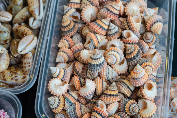 Free picture: seashell, details, decoration, many, shell, shellfish ...