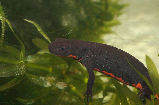 istock Closeup on the black Chinese fire belly newt, Cynops orientalis 2190035530