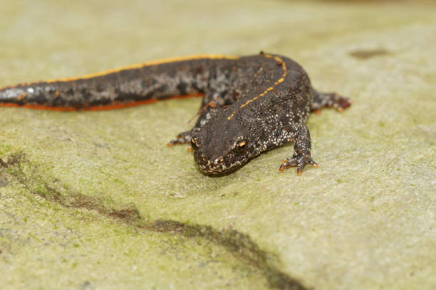 istock Closeup on a juvenile Balkan or Buresch's crested newt, Triturus ivanbureschi 2190035538