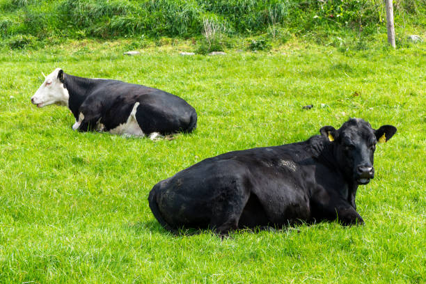istock Black cow lying on green grass field. Cows on free grazing. 2190035902