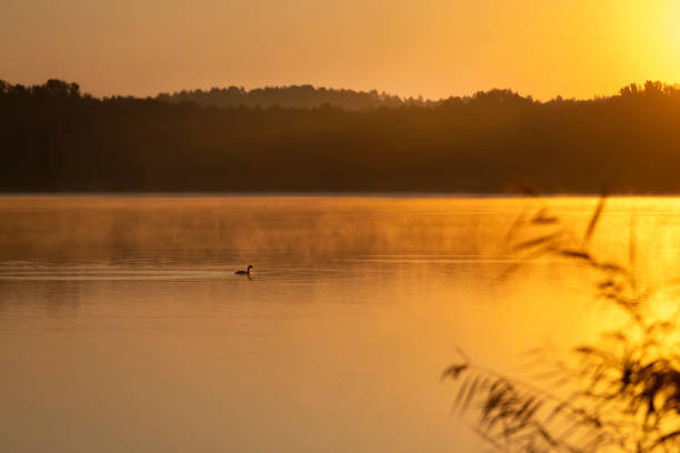 istock Bird in the lake at sunrise 2190036963