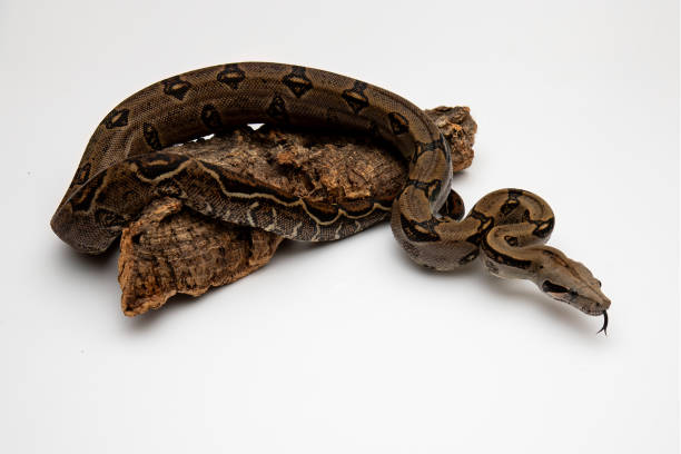 istock Costa Rica Boa Constrictor Isolated on White Background - Exotic Wildlife 2190038390