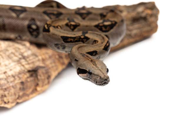 istock Costa Rica Boa Constrictor Isolated on White Background - Exotic Wildlife 2190038400