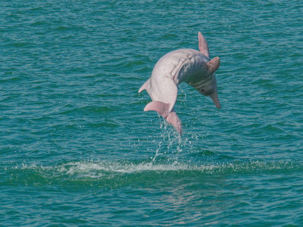 Adult Chinese Whilte Dolphin leaping from the water, off western Lantau