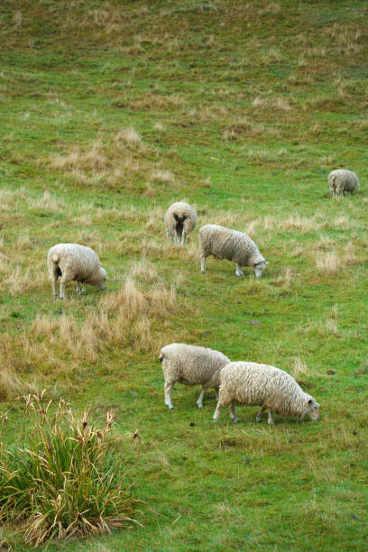 Flock of sheep living and grazing on pasture of mountain in countryside at New Zealand