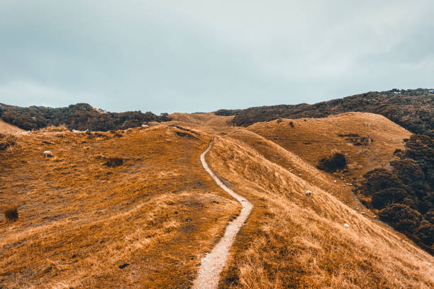 Scenery of mountain with a path and flock of sheep grazing on hill in countryside during autumn at New Zealand