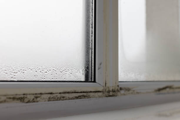 istock Black mold fungus growing on windows. Dampness problem concept. Condensation on the window. 2190044163