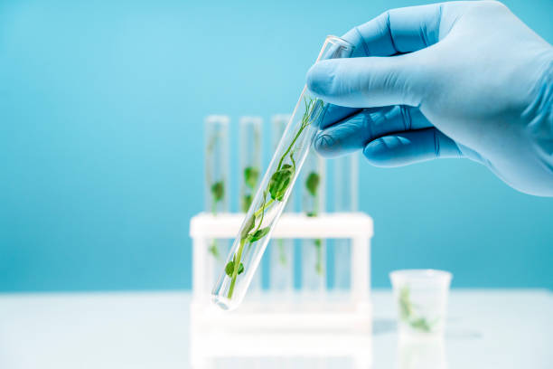 istock Bioengineering lab. Plant in a test tube in a scientific laboratory 2190045966