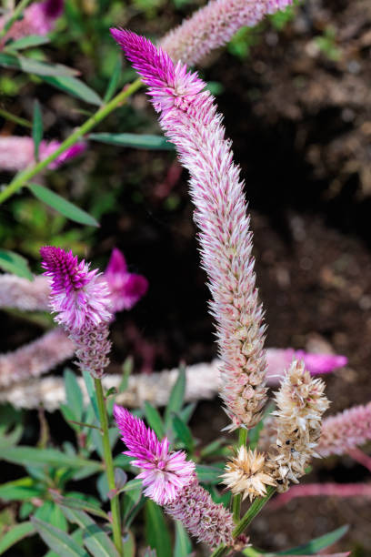 istock Silver cock's comb flowers blooming in the garden. 2190046341
