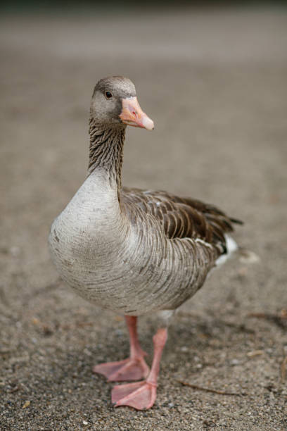 A serene portrait of a goose captured outdoors, standing on gravel in natural lighting, emphasizing its unique feather patterns and calm demeanor.