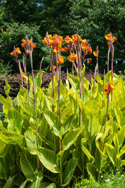 istock Beautiful variegated canna that blooms in summer. 2190048136