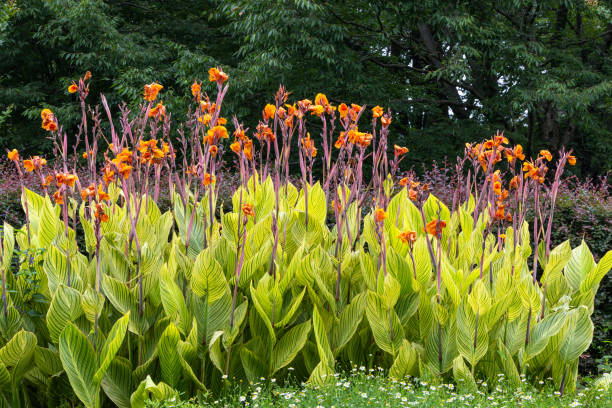 istock Beautiful variegated canna that blooms in summer. 2190048180