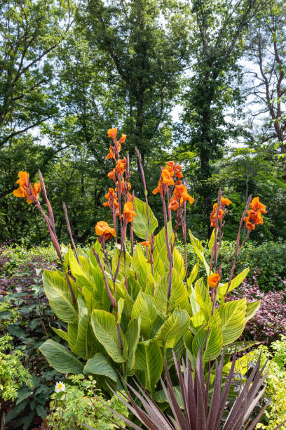 istock Beautiful variegated canna that blooms in summer. 2190048191