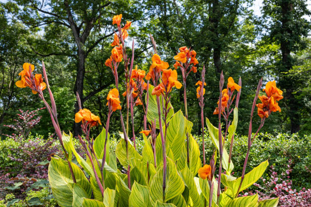 istock Beautiful variegated canna that blooms in summer. 2190048202