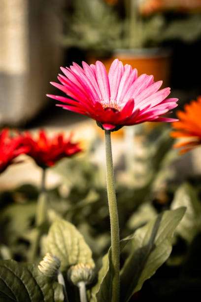 Close-up of a pink gerbera flower growing in a garden, showcasing its vibrant color and delicate petals