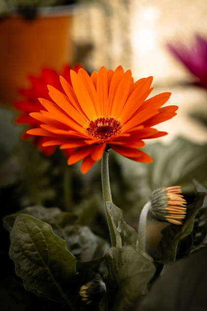 Close-up of a vibrant orange gerbera daisy with a closed bud and green leaves, showcasing the beauty of nature