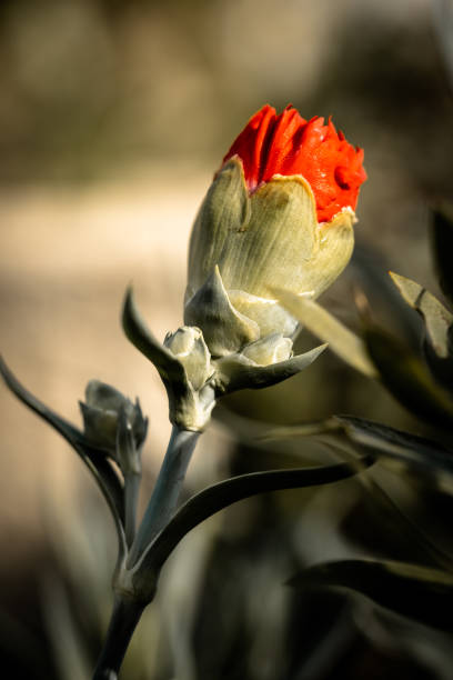 Close-up of a vibrant red carnation starting to bloom, showcasing the delicate petals emerging from its protective bud