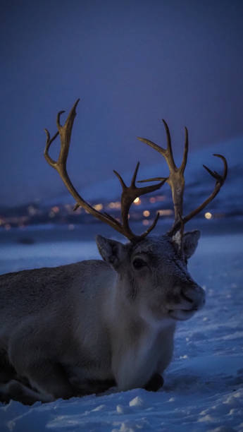 istock Reindeer farm in Tromso, Norway 2190050232
