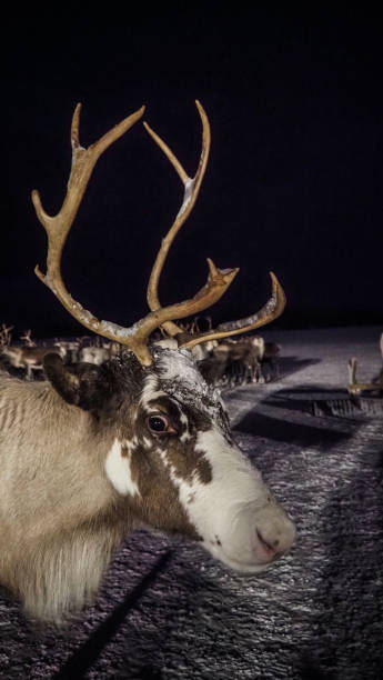 istock Reindeer farm in Tromso, Norway 2190050275