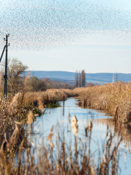istock Murmuration of starlings over a tranquil river landscape in autumn 2190053820