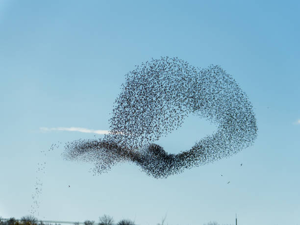 istock Flock of birds creates stunning murmurations in the clear blue sky 2190053826