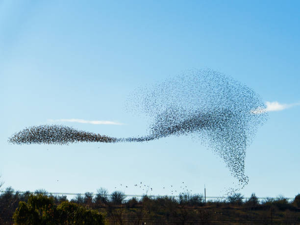 istock Stunning murmuration of starlings performing aerial dance in blue sky 2190053827