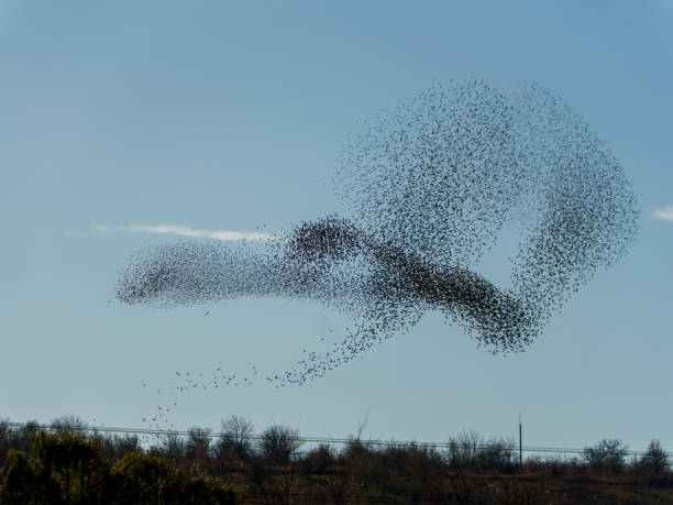 istock Flock of starlings creates stunning murmuration in blue sky 2190053829