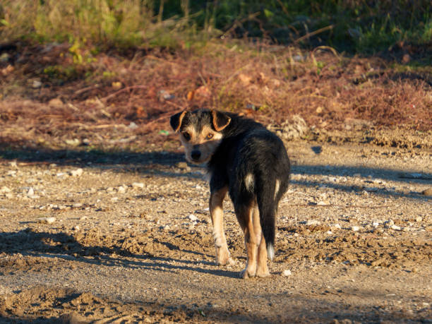 istock Playful puppy exploring a natural landscape during golden hour 2190053874
