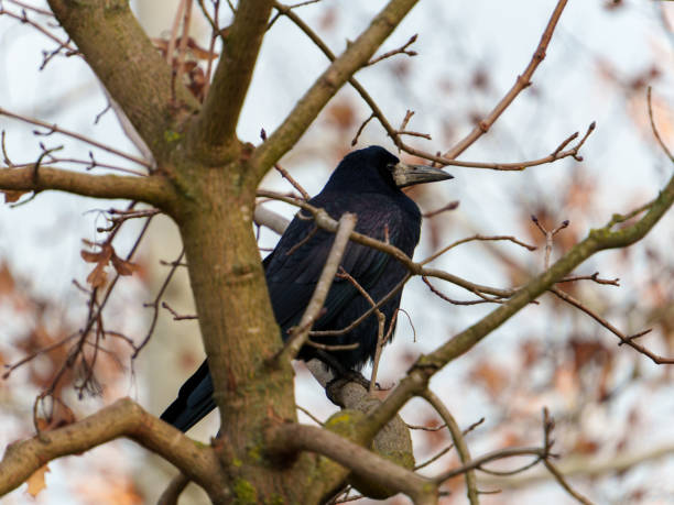 istock Black crow perched on a tree branch during autumn in a serene landscape 2190054028