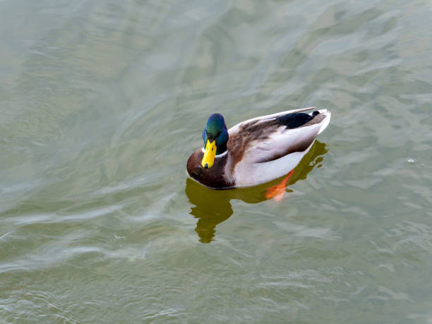 A mallard duck glides effortlessly across a calm pond, its vibrant feathers reflecting in the tranquil water. Sunshine enhances the serene nature of this idyllic setting.