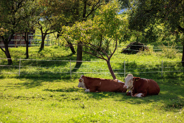 istock Two Brown Cows Relaxing in a Lush Green Sunny Meadow Scene 2190054209