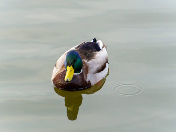 istock Duck swimming peacefully in a serene pond at dawn 2190056286