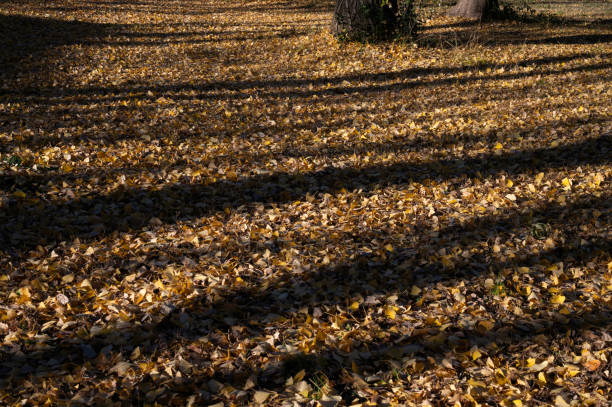 Yellow ginkgo leaves cover the ground.
