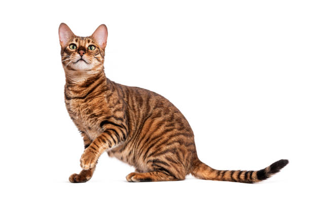 istock Toyger cat sitting and looking up on white background 2190060260
