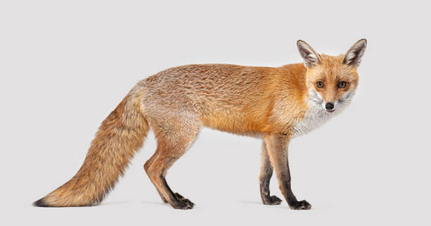 istock Side view of a Red fox looking at the camera, two years old, isolated on grey 2190060261