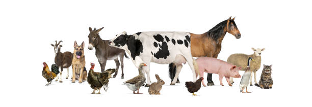 istock Large group of many farm animals standing together 2190060275